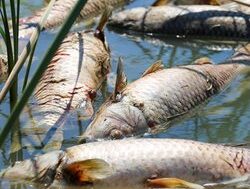 Call to stay alert for fish dying in summer