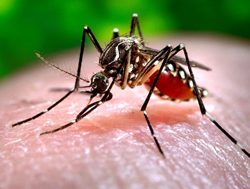 SA Health points finger at dangerous mosquitos