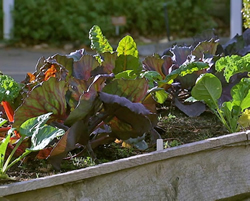Flood victims warned veggies are no-go