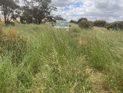 Grass slashed in forests cuts the risk