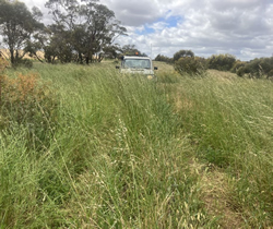 Grass slashed in forests cuts the risk