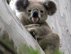 UQ climbs tree to study koala virus