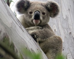 UQ climbs tree to study koala virus