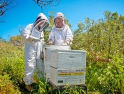 DPIRD keeps buzzing for beekeepers