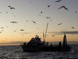 Audit finds industry fishing rules weak