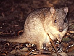 First time in a century: NSW breeding Bettongs