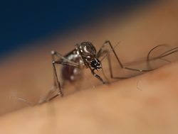 Health calls for care as mozzies carry viruses