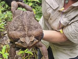 Giant cane toad tops known records