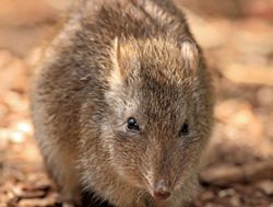Who put the poo in the potoroo?