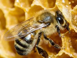 Beekeepers make bee line for anti-varroa threat