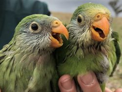 Superb Parrots caught in housing crisis