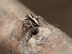 New spiders webbed to join in blitz
