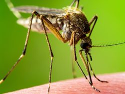 Health warns public to avoid mosquito bites