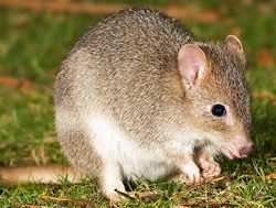Banished Bettongs sent home to NSW