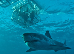 DEW’s shark cage-diving attracts the media