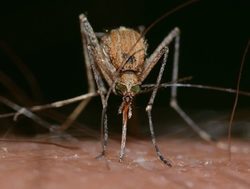 Horses warned to dodge dodgy mozzies