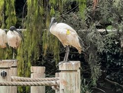 Public to monitor white ibises