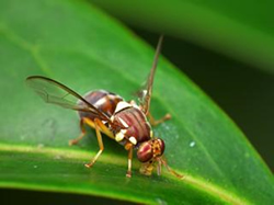 DPIRD on the ground to stop fruit fly infesting