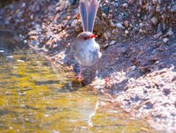 Fairy Wrens found to be picky with friends