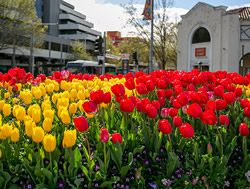 Canberrans to spread Floriade blooms