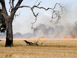 NPWS prescribes burns to put fires out