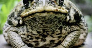 Lessons on change from the cane toad