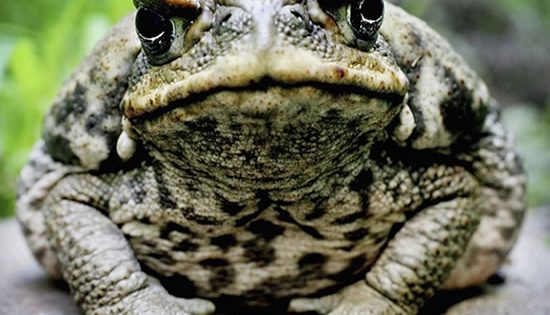 Lessons on change from the cane toad