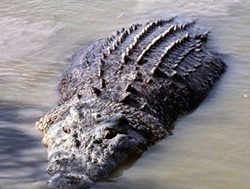 Public warned to beware of croc shocks