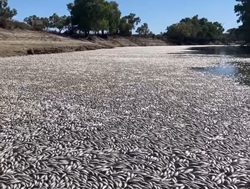 Menindee fish deaths could be repeated