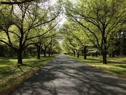 City’s tree canopy to be protected by law