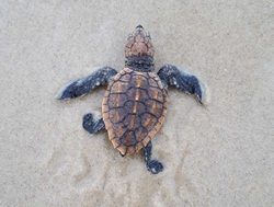 Rescue mission sees turtles back in sea
