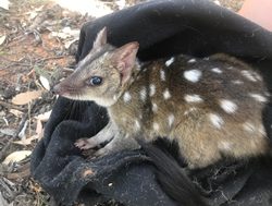 Quolls thriving due to conservation plan