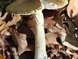 Poisonous mushrooms blooming across State