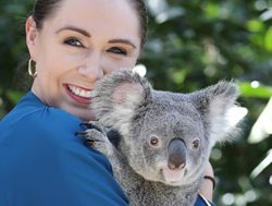 Koala protection rules open for feedback
