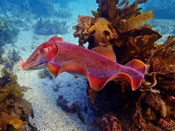 New rules protect Giant Cuttlefish