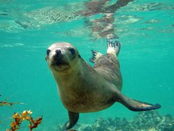 Sea lion swimming wins trial approval