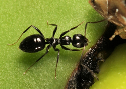 Sugar ants souring problems for DPIRD