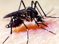 New mosquito warning as MVE strikes again