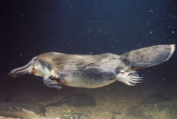 Royal Park platypus returns after years away