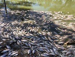 Independent test on Menindee fish deaths
