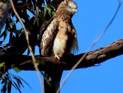 Birds of prey tracked to check habits