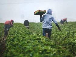 Department gears up for farm workers
