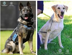Police dogs earning welcome retirement