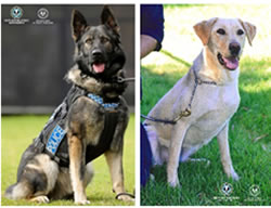 Police dogs earning welcome retirement