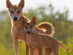From wolf to chihuahua: Where the dingo sits