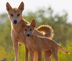 Dingoes are genetically different from domestic dogs, new research