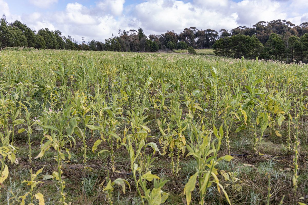 Illegal tobacco crop