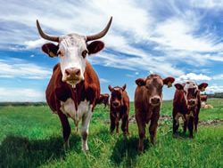 Project to study new cattle-raise options