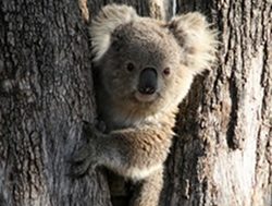 NPWS finds healthy koalas in Coolah Tops