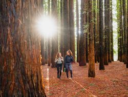 Draft designs to shine Redwood Forest